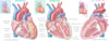 A medical illustration of cardiac structure.