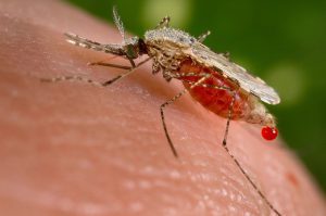 A mosquito drawing blood from a human