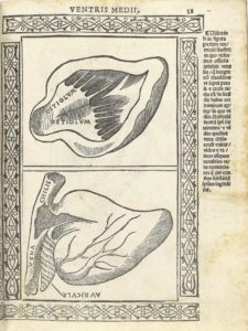 An Enlightenment-era medical drawing of the heart