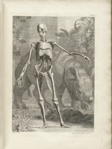 An illustration of a skeleton from Tabulae sceleti et musculorum corporis humani (Tables of the Skeleton and Muscles of the Human Body)