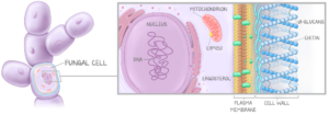 A medical illustration by Courtney Arden White depicting fungi