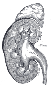 A black and white medical illustration of a kidney