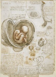 A medical illustration by Leonardo da Vinci depicting a fetus