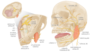 A medical illustration by Kaitlin Lindsay depicting the facial nerve