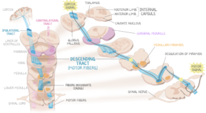A medical illustration depicting the descending motor tract