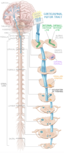 A medical illustration depicting the corticospinal tract alongside the spinal cord