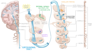 A medical illustration depicting the corticospinal tract