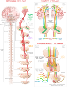 A medical illustration depicting the topography of the corticospinal motor tract at the thalamus and medullary pyramids
