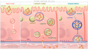 A medical illustration by Bricelyn Strauch depicting colloid resorption