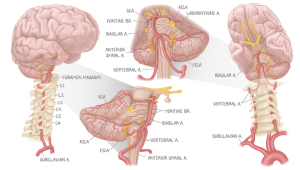 A medical illustration depicting posterior circulation from 3 different points of view