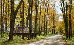 A cabin surrounded by trees next to a road