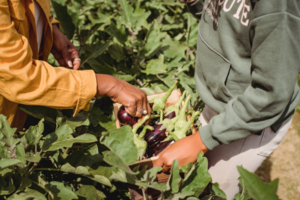 Unrecognizable farmers harvesting eggplants in garden on sunny day