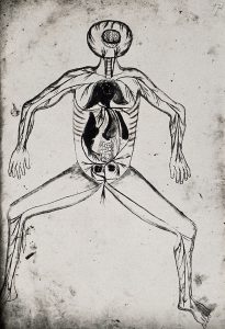 A black and white drawing from the late 1900s of a male figure showing the organs. Likely a reproduction of a medieval drawing.