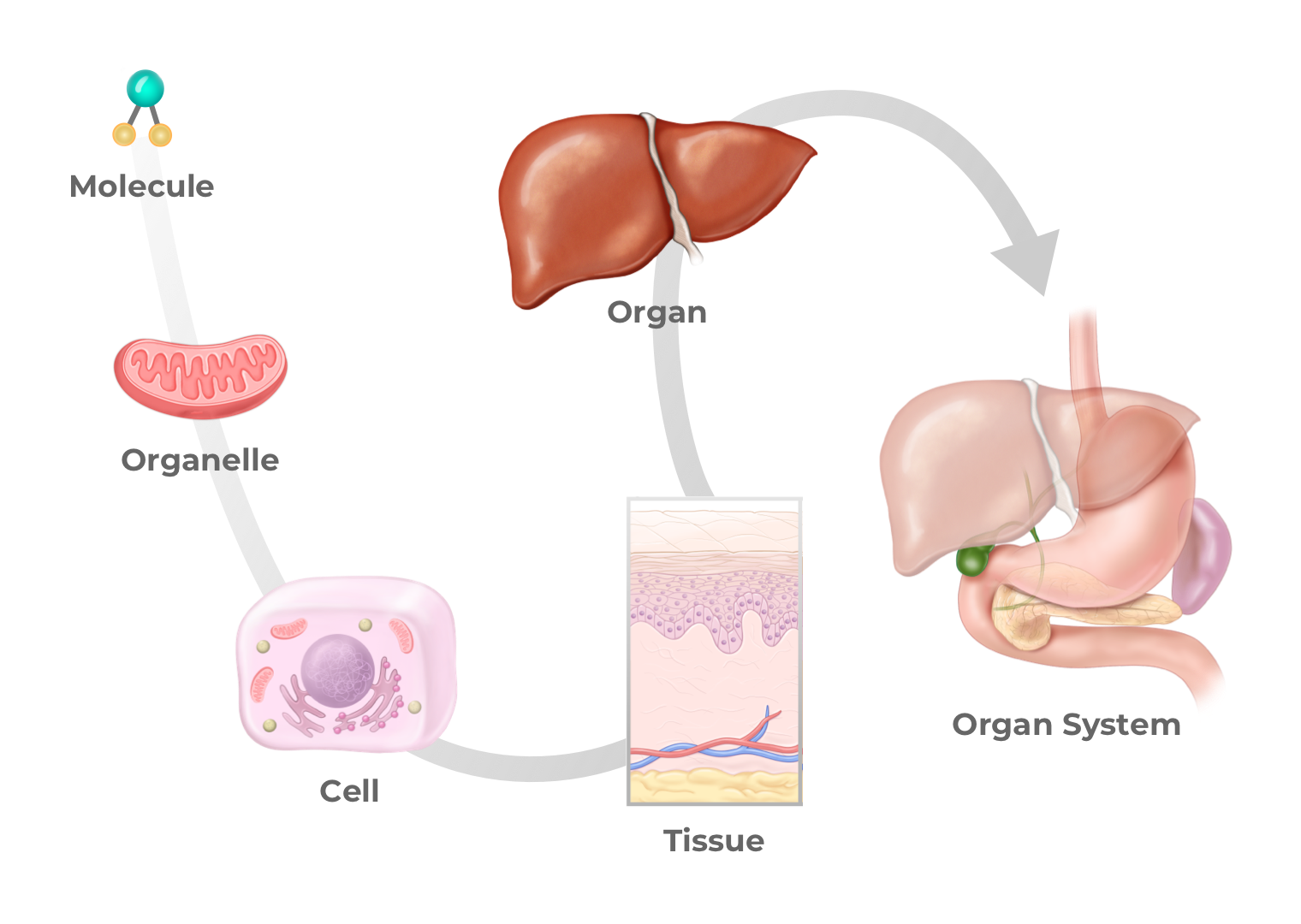 AAMC-LP_CS_S4-1-2