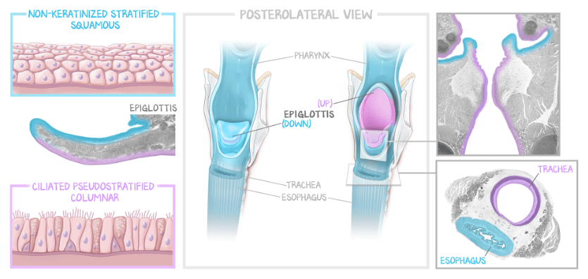 A medical illustration of the esophagus