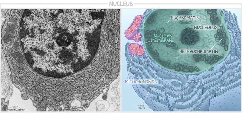 A medical illustration of a nucleus.